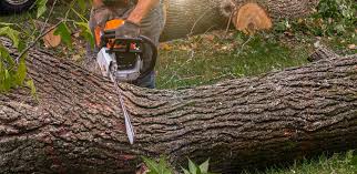 Best Tree Disease Treatment  in Batesville, AR